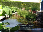 Le jardin aquatique de rve du Condroz - Printemps 2003 4  24 
