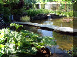 Le jardin aquatique de rve du Condroz - Printemps 2003 4  21 
