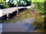 Le jardin aquatique de rve du Condroz - Printemps 2003 4  30 