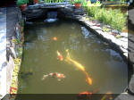 Le jardin aquatique de rve du Condroz - Printemps 2003 4  35 