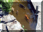 Le jardin aquatique de rve du Condroz - Printemps 2003 4  34 