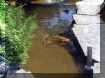 Le jardin aquatique de rve du Condroz - Printemps 2003 4  37 