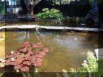 Le jardin aquatique de rve du Condroz - Printemps 2003 4  39 