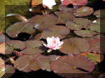 Le jardin aquatique de rve du Condroz - Printemps 2003 4  33 