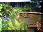 Le jardin aquatique de rve du Condroz - Printemps 2003 4  42 