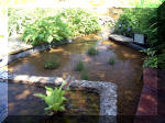 Le jardin aquatique de rve du Condroz - Printemps 2003 4  43 