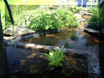 Le jardin aquatique de rve du Condroz - Printemps 2003 5  2 