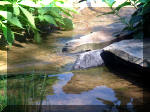 Le jardin aquatique de rve du Condroz - Printemps 2003 5  25 