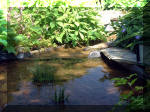 Le jardin aquatique de rve du Condroz - Printemps 2003 5  6 