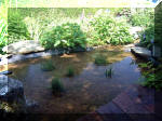 Le jardin aquatique de rve du Condroz - Printemps 2003 5  5 