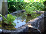 Le jardin aquatique de rve du Condroz - Printemps 2003 5  3 
