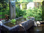 Le jardin aquatique de rve du Condroz - Printemps 2003 5  24 