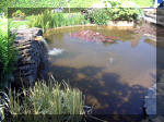 Le jardin aquatique de rve du Condroz - Printemps 2003 5  7 