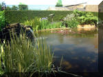 Le jardin aquatique de rve du Condroz - Printemps 2003 5  9 
