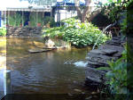 Le jardin aquatique de rve du Condroz - Printemps 2003 5  16 