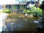 Le jardin aquatique de rve du Condroz - Printemps 2003 5  11 