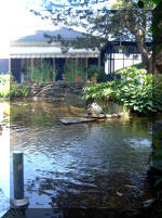 Le jardin aquatique de rve du Condroz - Printemps 2003 5  13 