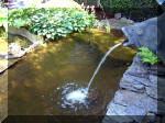 Le jardin aquatique de rve du Condroz - Printemps 2003 5  29 