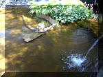 Le jardin aquatique de rve du Condroz - Printemps 2003 5  22 