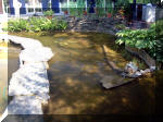 Le jardin aquatique de rve du Condroz - Printemps 2003 5  23 