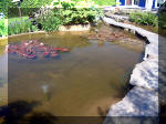 Le jardin aquatique de rve du Condroz - Printemps 2003 5  17 
