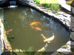 Le jardin aquatique de rve du Condroz - Printemps 2003 5  19 