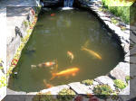 Le jardin aquatique de rve du Condroz - Printemps 2003 5  20 