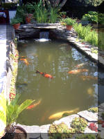 Le jardin aquatique de rve du Condroz - Printemps 2003 5  18 