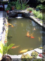 Le jardin aquatique de rve du Condroz - Printemps 2003 5  26 