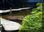 Le jardin aquatique de rve du Condroz - Printemps 2003 5  28 
