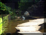 Le jardin aquatique de rve du Condroz - Printemps 2003 5  30 
