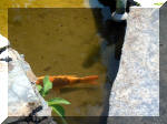 Le jardin aquatique de rve du Condroz - Printemps 2003 5  31 