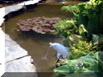 Le jardin aquatique de rve du Condroz - Printemps 2003 5  34 