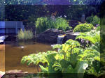 Le jardin aquatique de rve du Condroz - Printemps 2003 5  32 