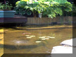Le jardin aquatique de rve du Condroz - Printemps 2003 5  43 