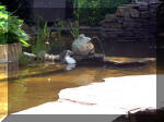 Le jardin aquatique de rve du Condroz - Printemps 2003 5  42 