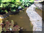 Le jardin aquatique de rve du Condroz - Printemps 2003 5  41 