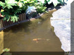 Le jardin aquatique de rve du Condroz - Printemps 2003 5  40 