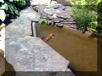 Le jardin aquatique de rve du Condroz - Printemps 2003 5  39 