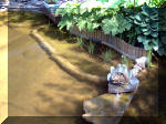 Le jardin aquatique de rve du Condroz - Printemps 2003 5  38 