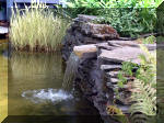 Le jardin aquatique de rve du Condroz - Printemps 2003 6  8 