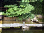Le jardin aquatique de rve du Condroz - Printemps 2003 6  14 