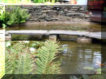 Le jardin aquatique de rve du Condroz - Printemps 2003 6  15 