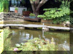 Le jardin aquatique de rve du Condroz - Printemps 2003 6  23 