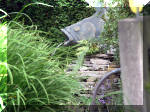 Le jardin aquatique de rve du Condroz - Printemps 2003 6  26 