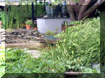 Le jardin aquatique de rve du Condroz - Printemps 2003 6  28 