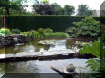 Le jardin aquatique de rve du Condroz - Printemps 2003 6  30 