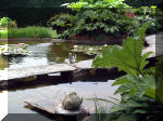 Le jardin aquatique de rve du Condroz - Printemps 2003 6  35 