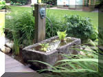 Le jardin aquatique de rve du Condroz - Printemps 2003 8  8 