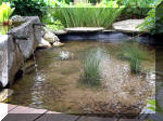 Le jardin aquatique de rve du Condroz - Printemps 2003 8  15 